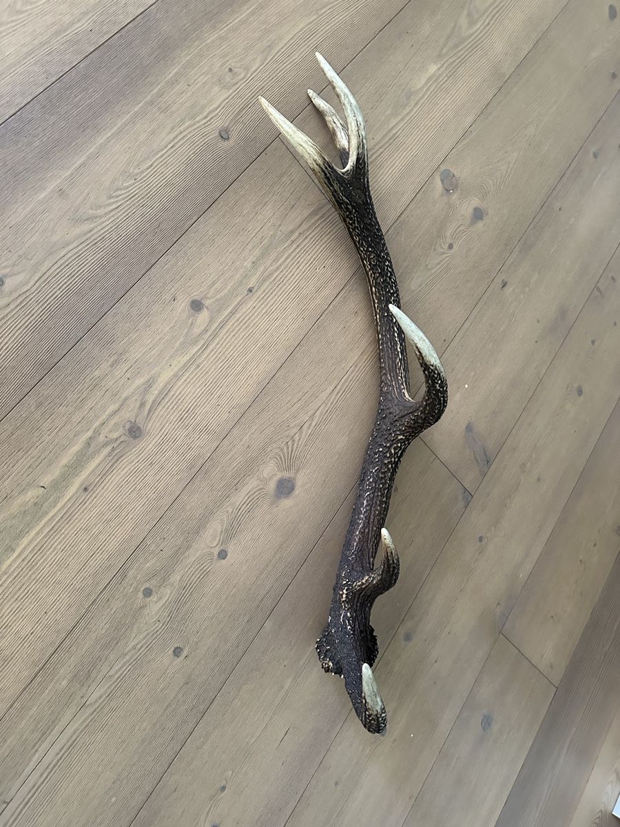 Autres collections & raretés: Hirschgeweih (Abwurfstange) – D'occasion à Trimmis par Murin62 3