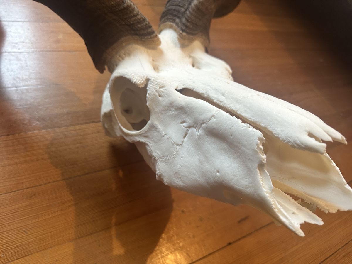 Altre raccolte & rarità: Kapitale Kudu Trophäe – Usato da Wallisellen venduto da andenmdd 6