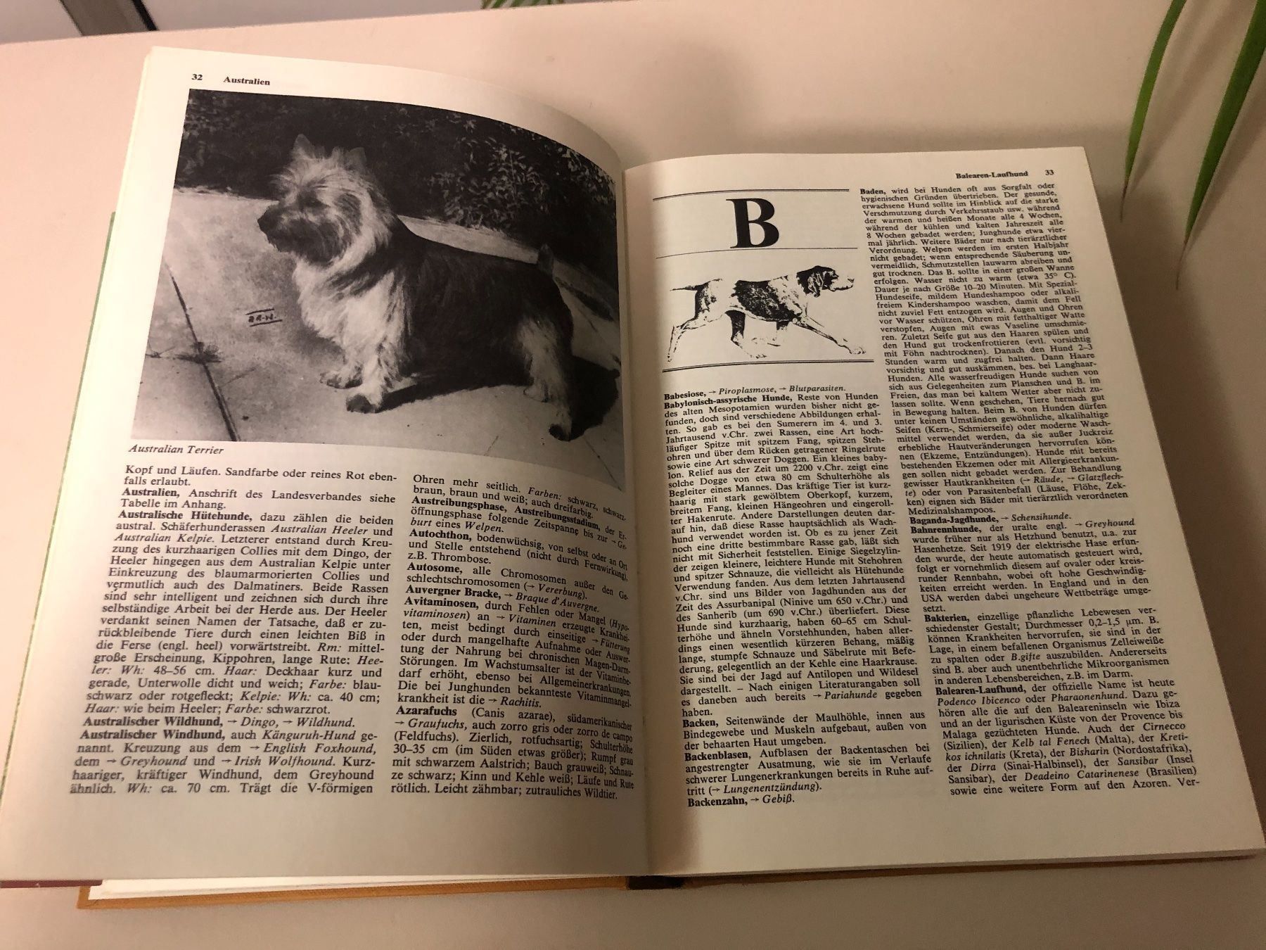 Libri: Hundelexikon- Buch ! – Usato da Brügg BE venduto da better14 4