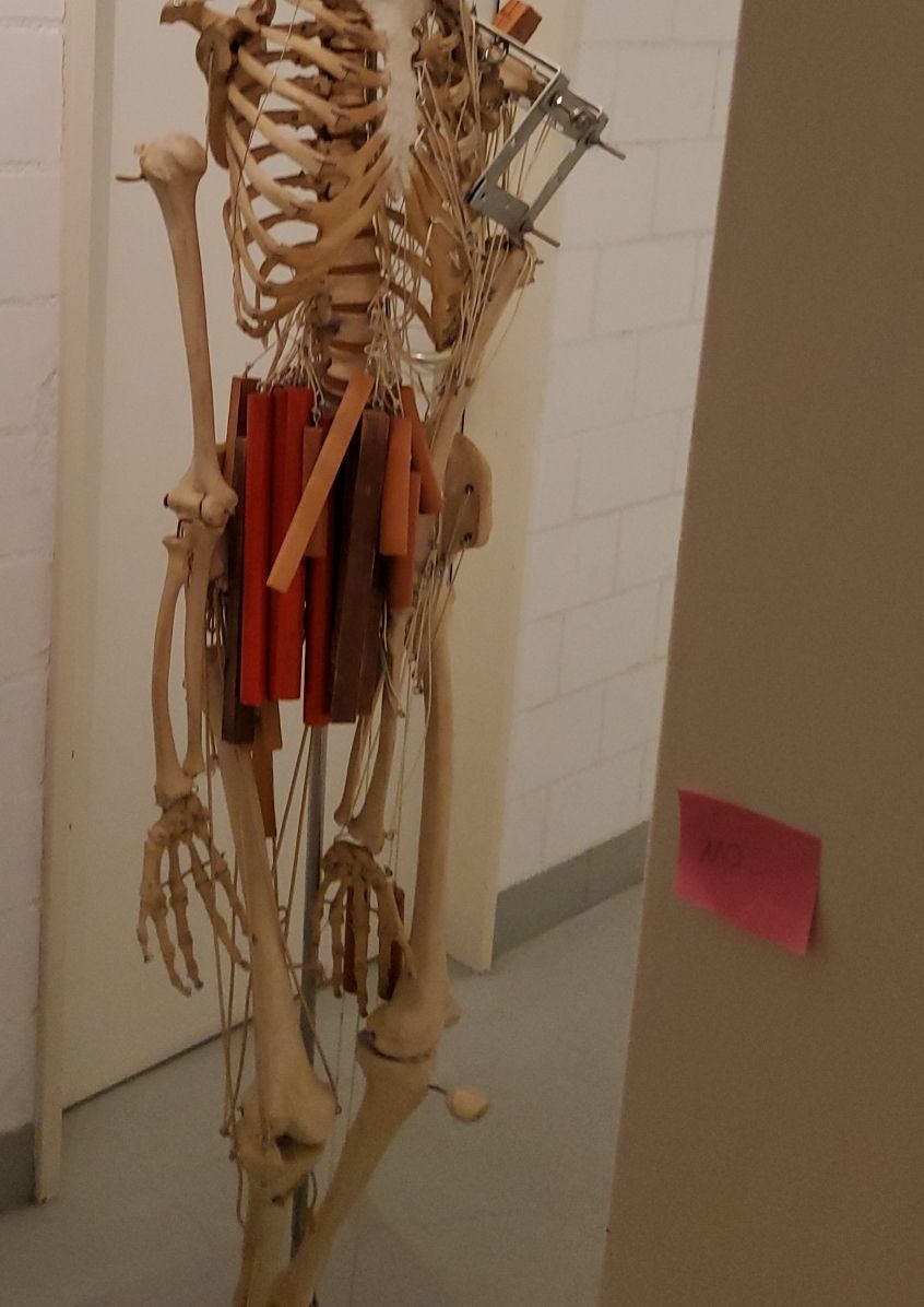 Modellbausätze & Standmodelle: Anatomisches Skelett Modell mit Metallgestell – Gebraucht aus Hinwil von Nabe1 1