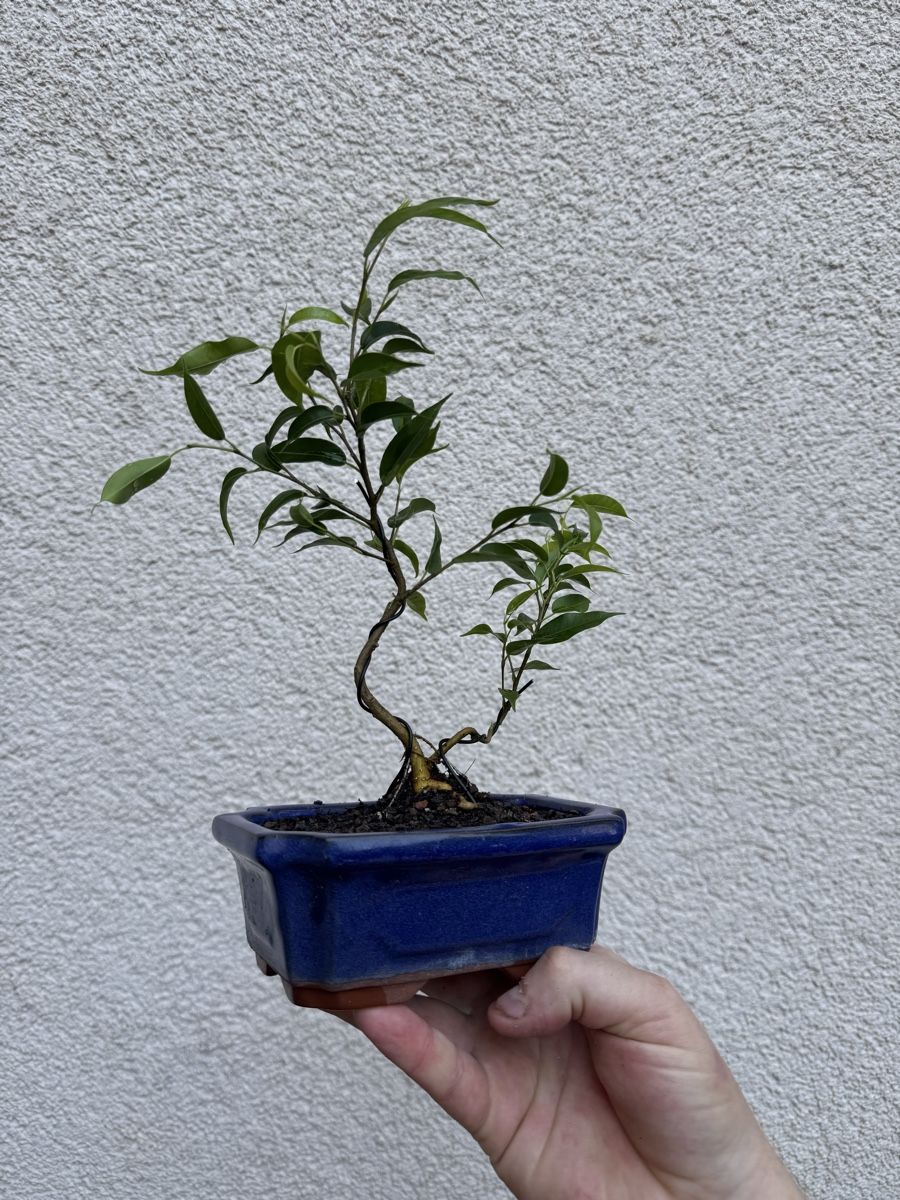 Piante & sementi: Mehrstämmiger Ficus Bonsai  – Usato da Rümlang venduto da Gruseh.ch 1