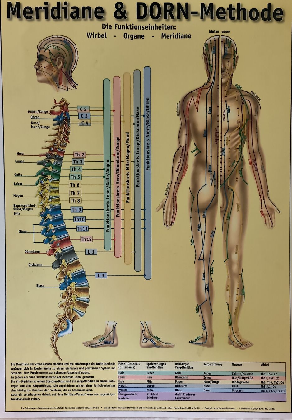 Foto & Immagini: Dorn-Methode Poster, Wirbelsäule - Anatomie. – Usato da Hägendorf venduto da RajeshKoothrappali