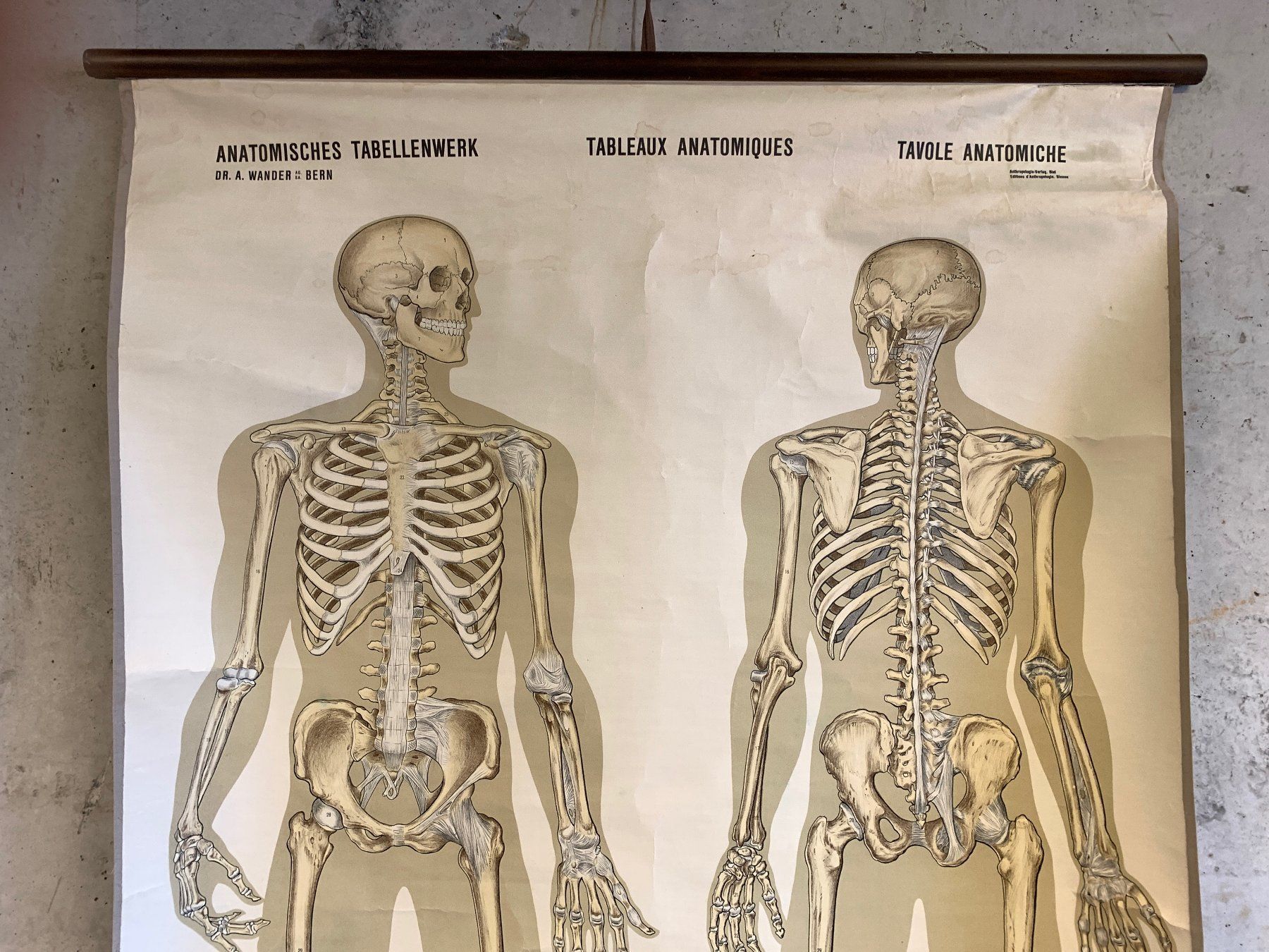 Foto & Immagini: Anatomisches Tabellenwerk Skelett – Usato da Ottikon venduto da Hogdog 2