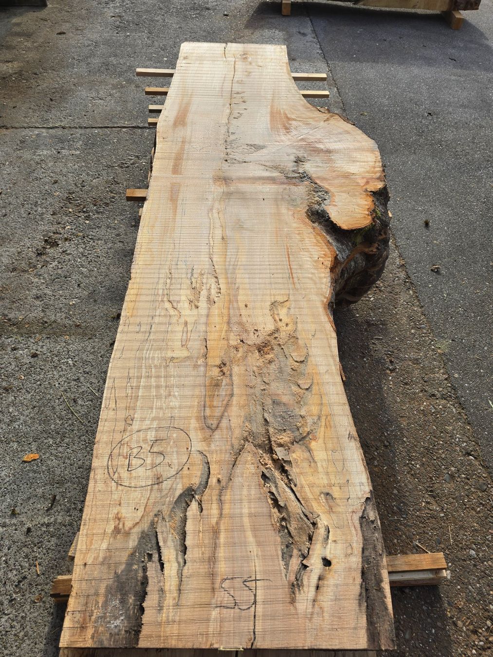 Articoli in legno: Buchenknollen Brett – Nuovo (secondo la descrizione) da Ramsei venduto da Waelchris 3
