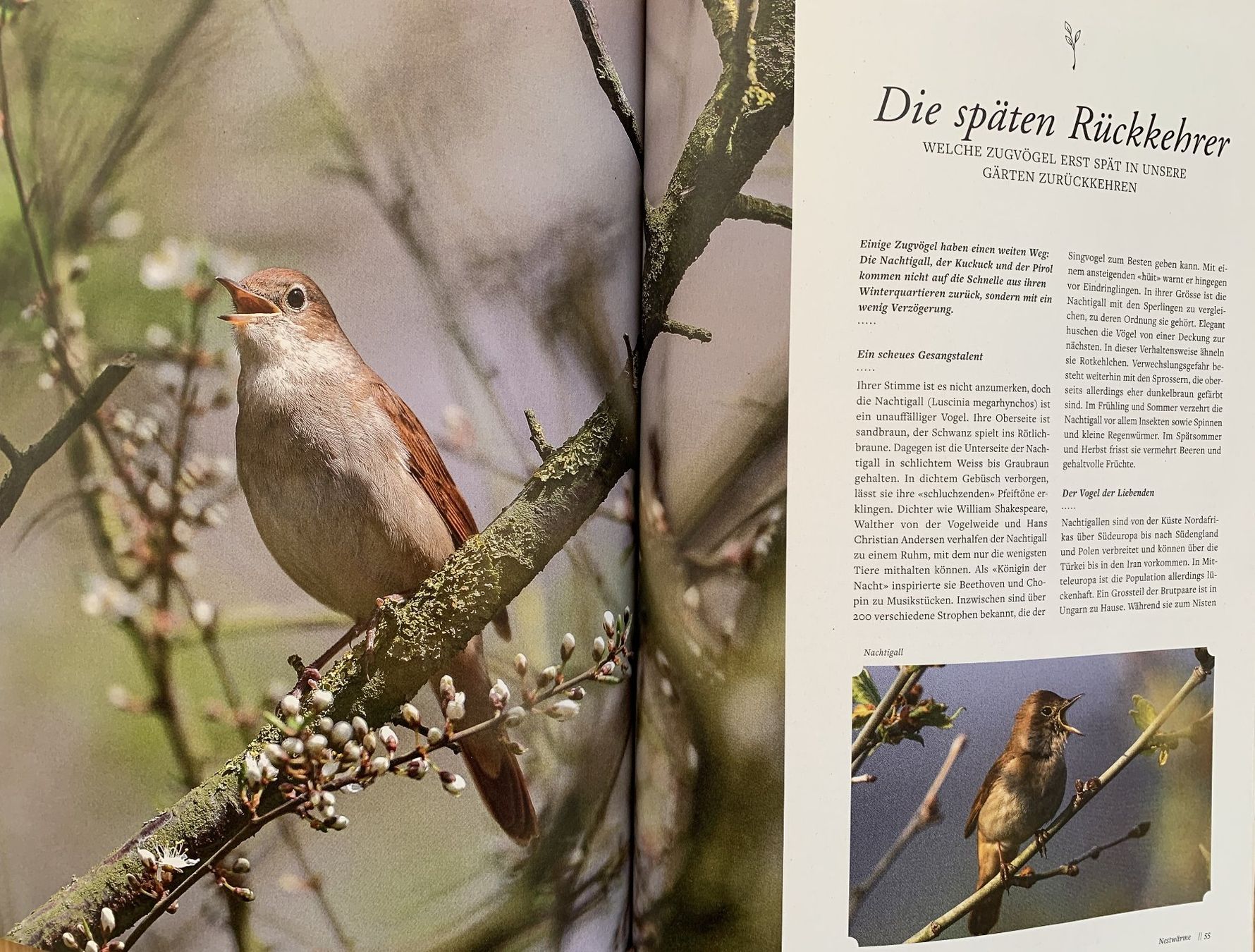 Riviste & Magazine: 2 Hefte: FREUDE AM GARTEN  -  EIN SCHWEIZER GARTENMAGAZIN – Nuovo e nell'imballaggio originale da Birsfelden venduto da Emporio82 4