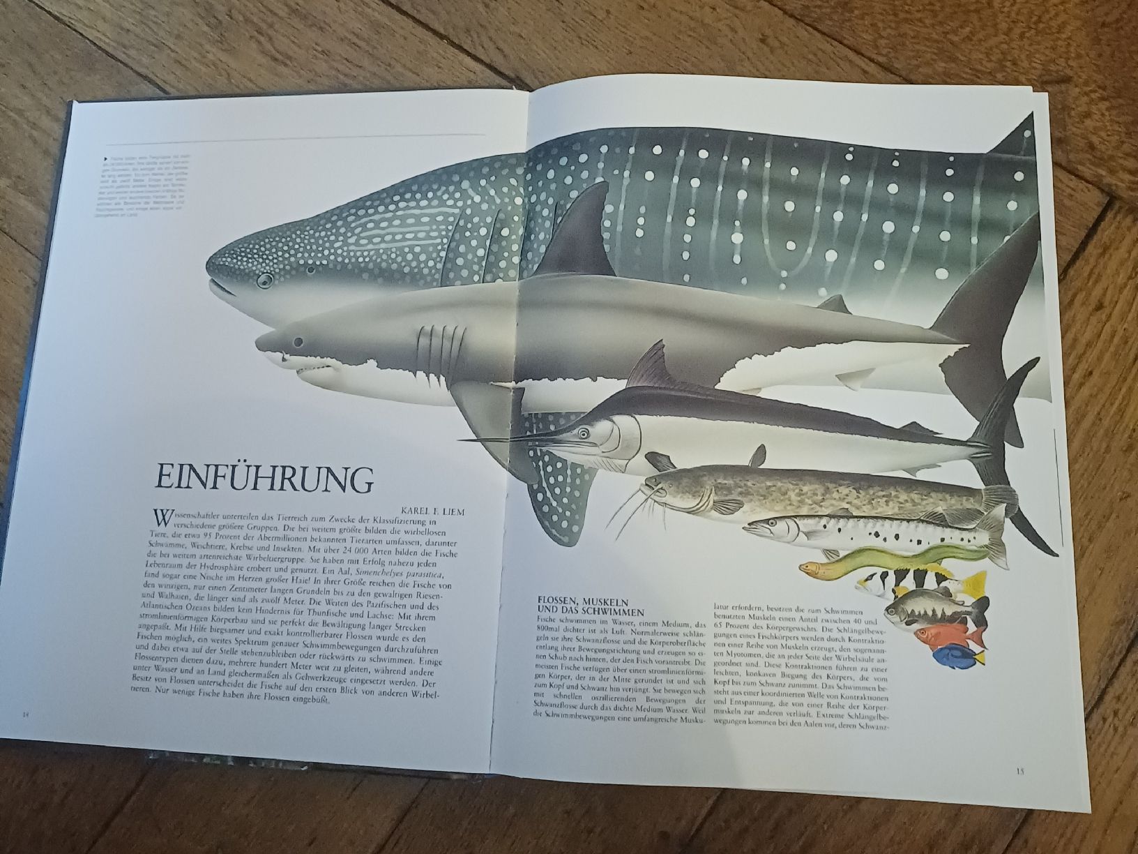 Libri: Fische Enzyklopädie – Usato da Schönenwerd venduto da pomodor 2