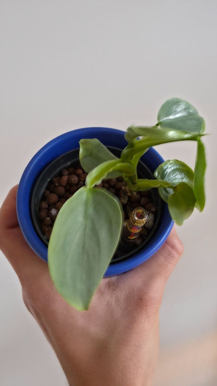 Pflanzen & Samen: Philodendron Silver Sword – Neu (gemäss Beschreibung) aus Zürich von The_Plant_Wizard 3