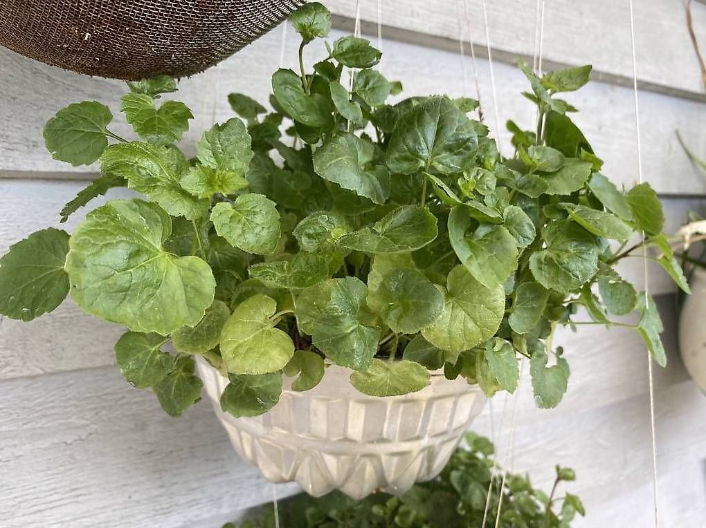 Piante & sementi: Campanula in der Gugelhupfform – Usato da Frauenfeld venduto da Irene.Schuppli 2
