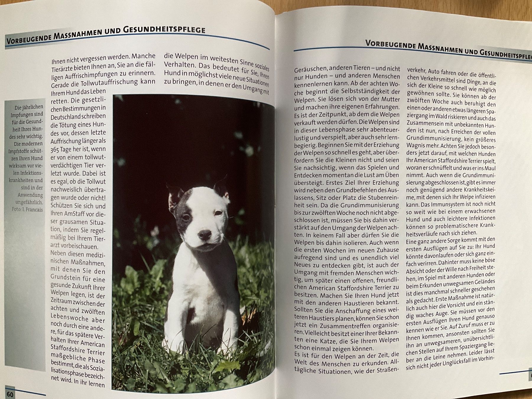 Libri: American Staffordshire Terrier - Buch – Usato da Avenches venduto da Lactobacille 1