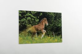 Wandbild Fohlen auf Acrylglas 60x40cm