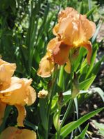 1 goldgelbe Bartiris, Schwertlilie Gartenpflanze winterhart