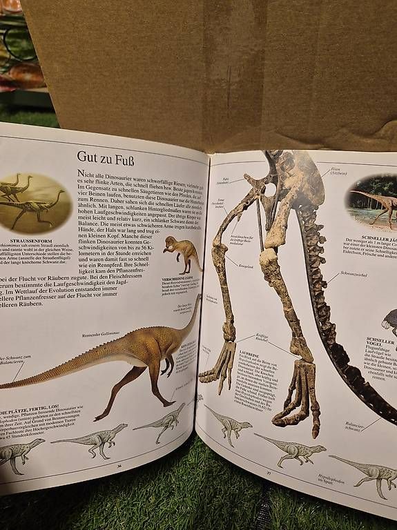 Bücher: Dinosaurierbuch – Gebraucht aus Zürich von RaffaelaT 3