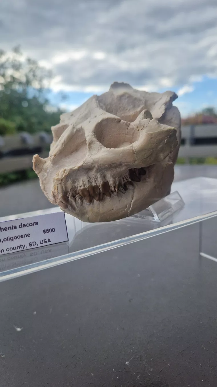 Fossilien: Fossiler Laptauchenia decora – Gebraucht aus Niederhasli von rehauge01