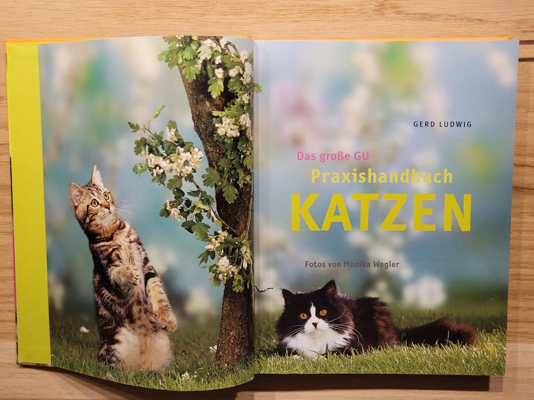 Libri: GU PRAXIS-HANDBUCH KATZEN – Usato da Oetwil am See venduto da swisspeak 1