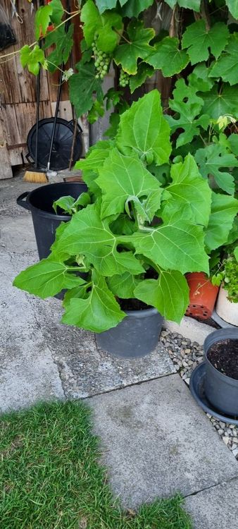 Pflanze Yacon ? Kaufen auf Ricardo