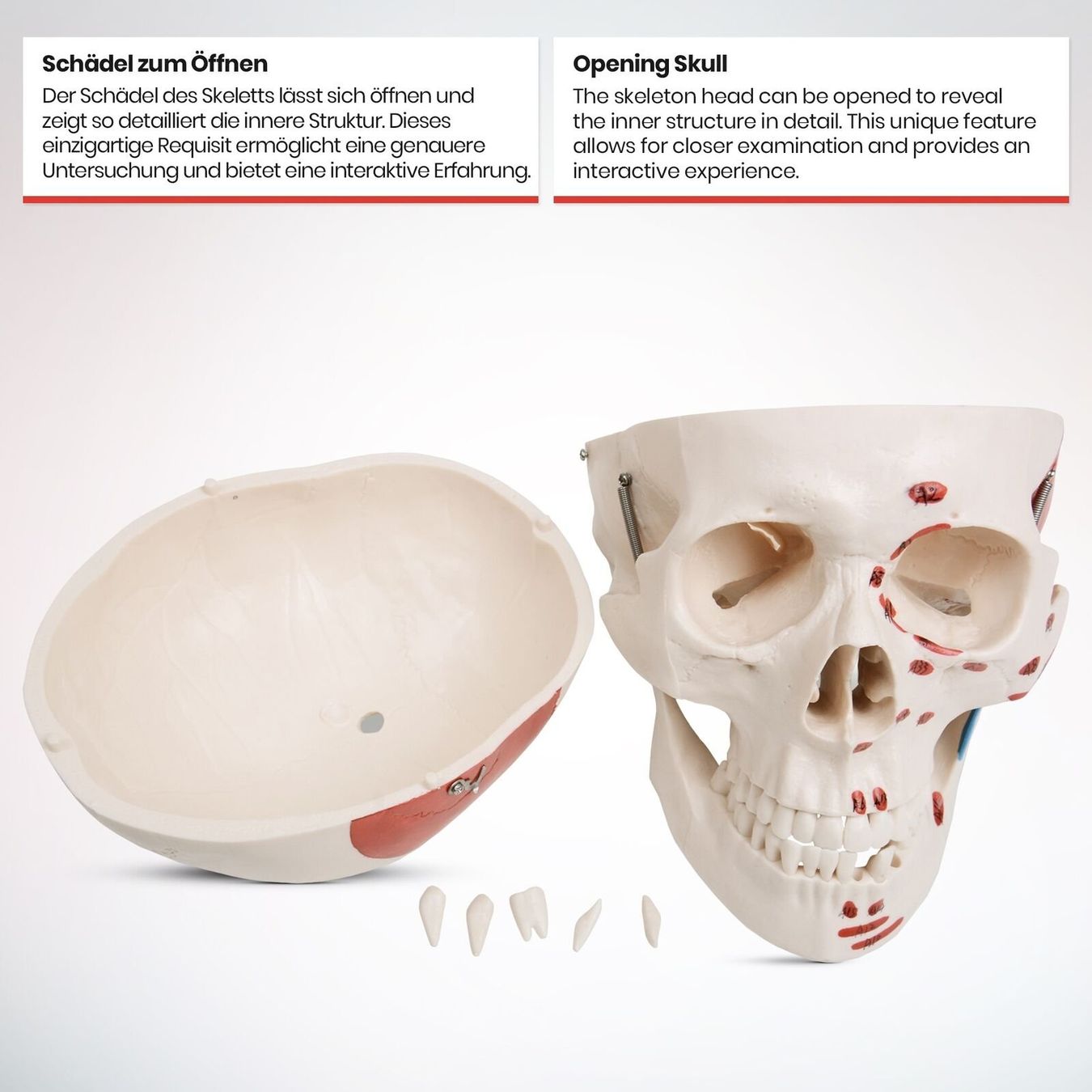 Kit di modellismo & Modellini statici: Menschliches Anatomie Skelett 181 cm – Nuovo e nell'imballaggio originale da Bottighofen venduto da zaap 7