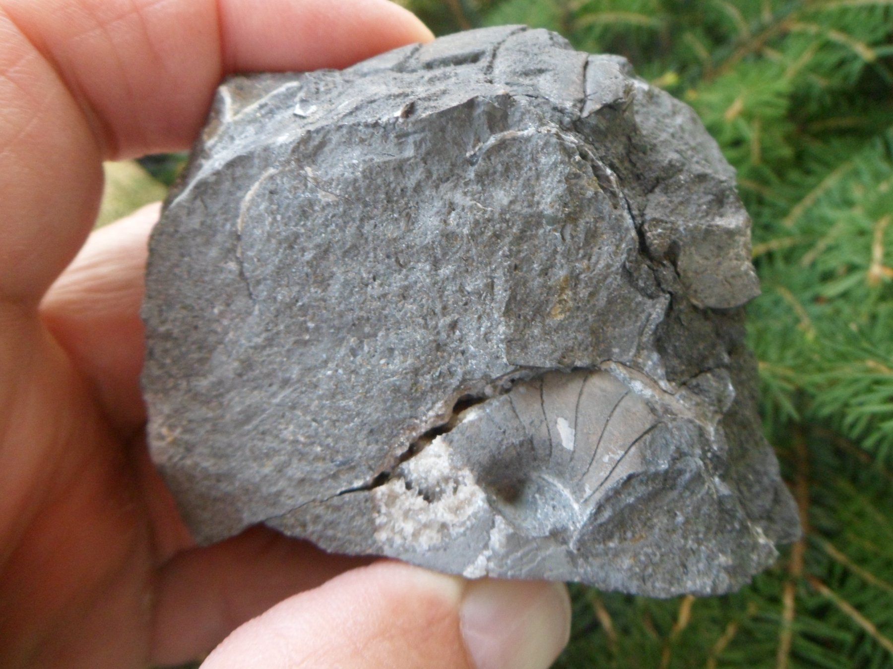 Fossilien: Fossil, Nautilus, Schweiz – Gebraucht aus Affoltern am Albis von Fossil60 1
