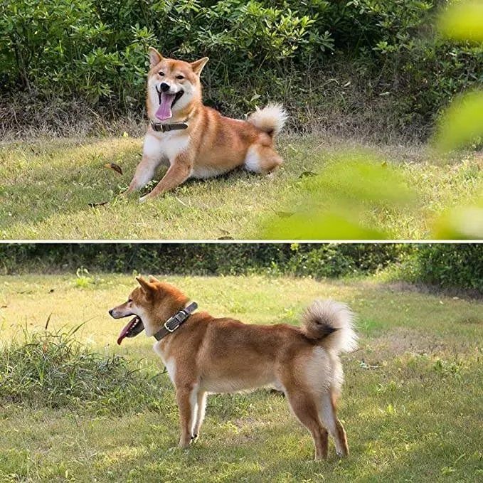 Guinzagli & Collari: Hundehalsband Echtleder - Grösse M – Nuovo e nell'imballaggio originale da Werdenberg venduto da EXA-Animal-World 3