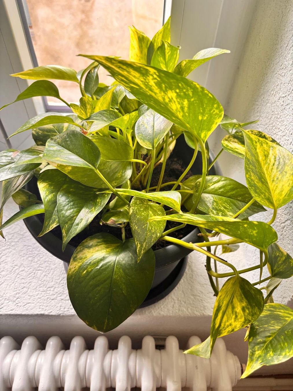Piante & sementi: Pothos avec son pot – Usato da Romainmôtier venduto da val_r8sn 1