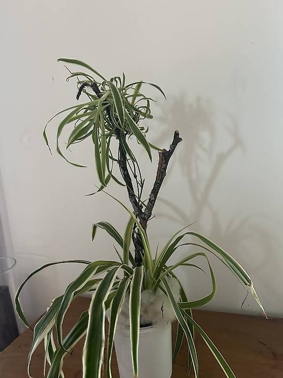 Plantes & graines: Grünlilie  – D'occasion à Frauenfeld par Irene.Schuppli 2