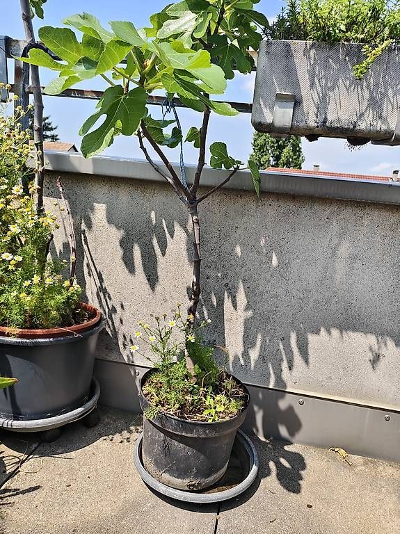 Piante & sementi: Feigenbaum – Usato da Basel venduto da ual_dnt2 2