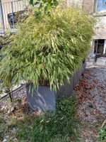 Bambuspflanzen in rechteckigem Topf ca. 100x40 cm