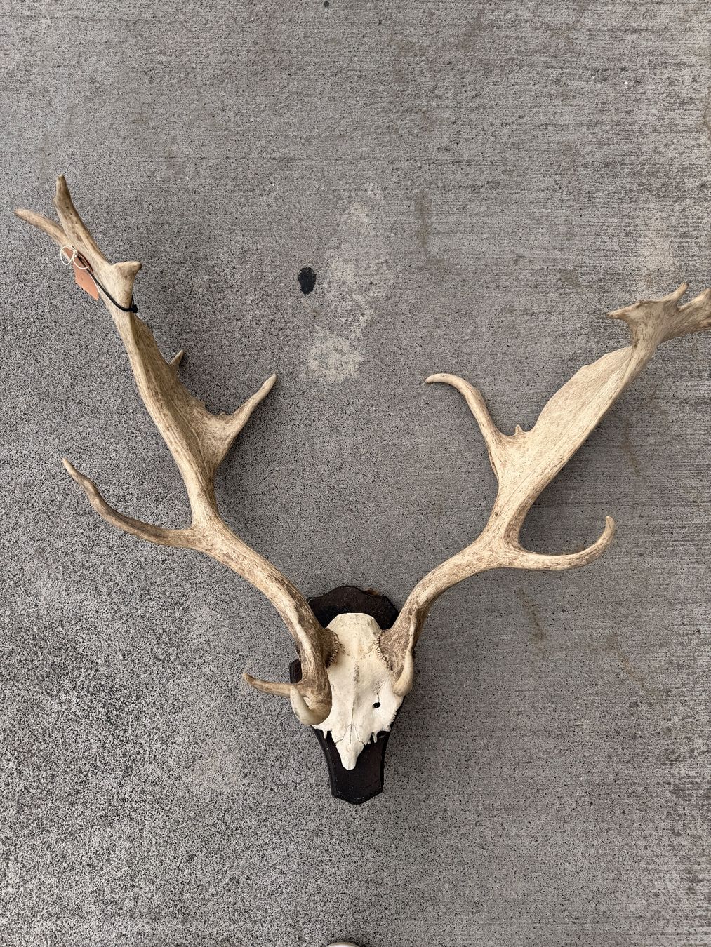 Monde des animaux: Geweih Dammhirsch – D'occasion à Küsnacht ZH par Icon21