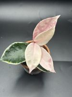 Hoya Krimson Queen (1-8)