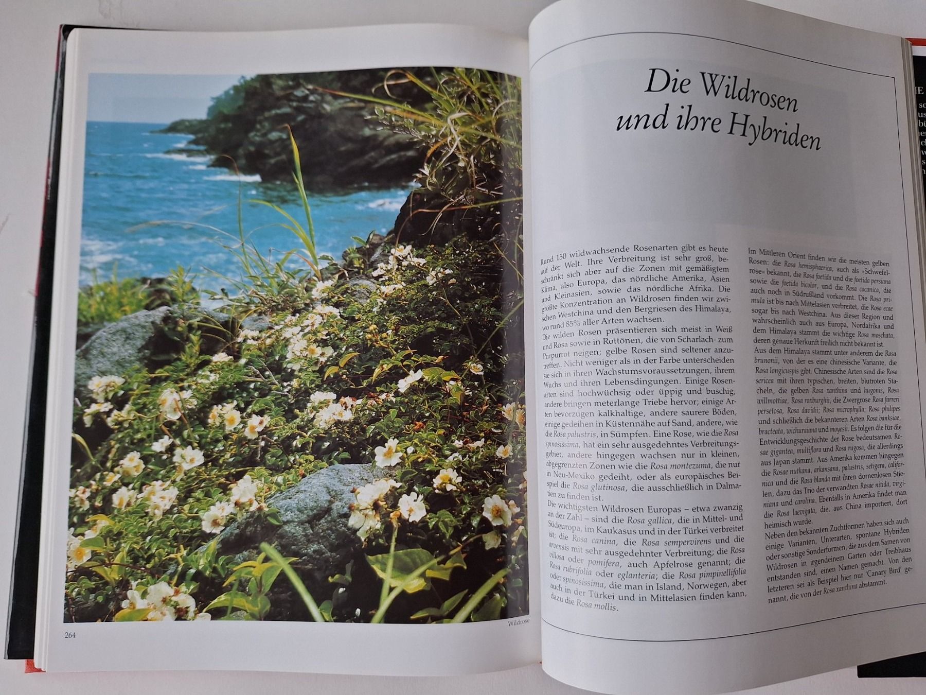 Libri: Das grosse Buch der tausend Rosen – Usato da Zürich venduto da t24_de 8