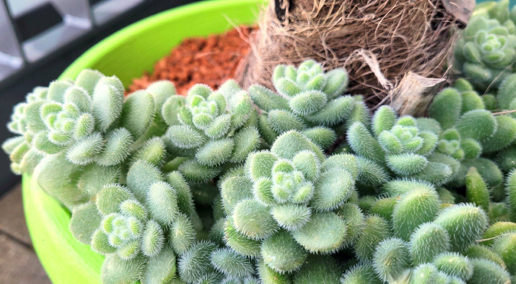 Plantes & graines: Sedum mocinianum🌿 – Neuf (Voir description) à Zürich par The_Plant_Wizard 2