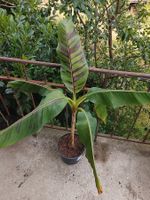 Darjeeling-Banane Red Tiger - Musa sikkimensis - 1 Pflanze