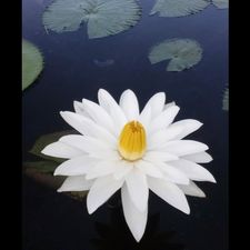 Profile image of VioletteO