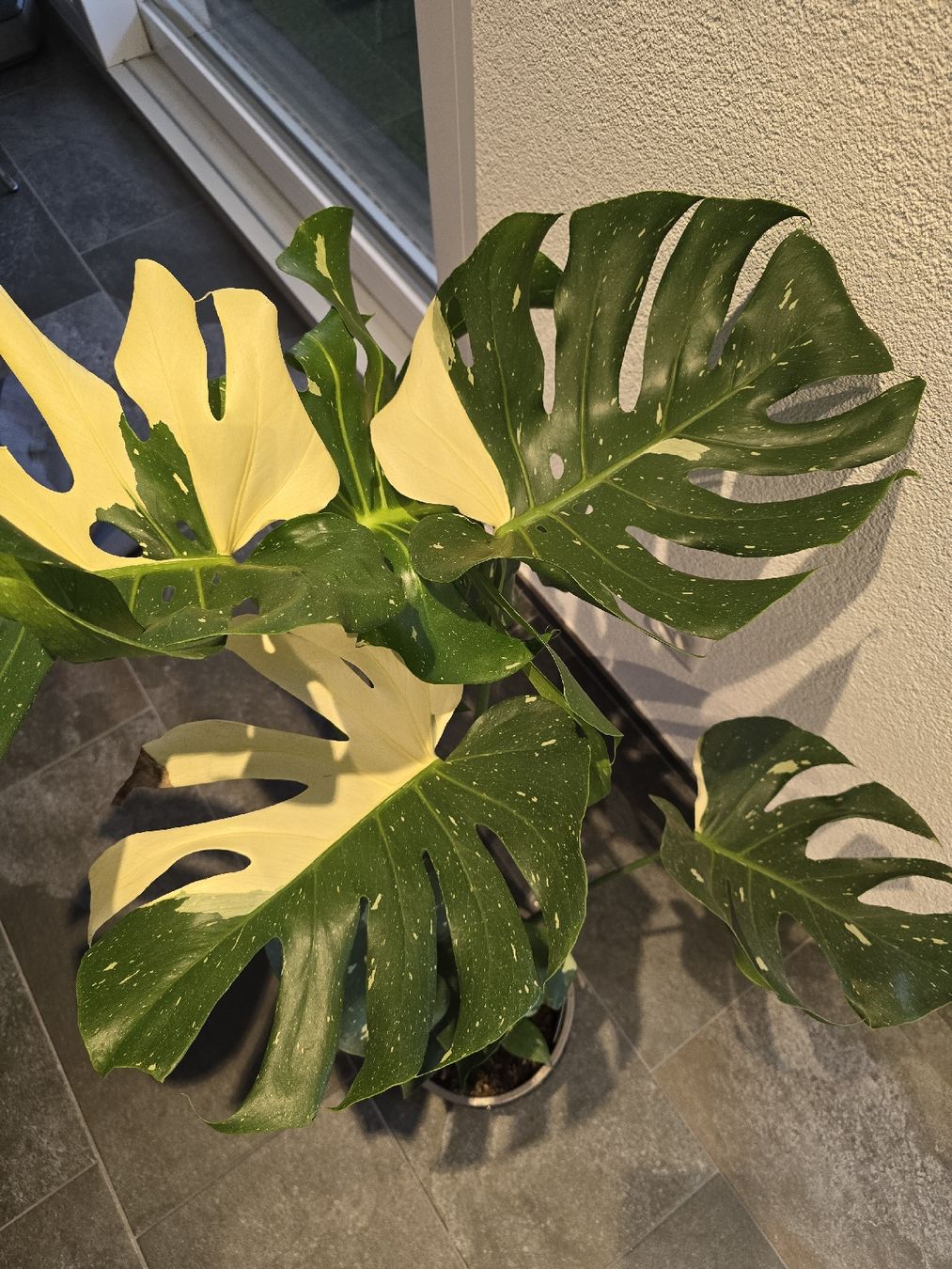 Pflanzen & Samen: Grosse Monstera Thai Zimmerpflanze – Gebraucht aus Balterswil von kth_pvl2 5