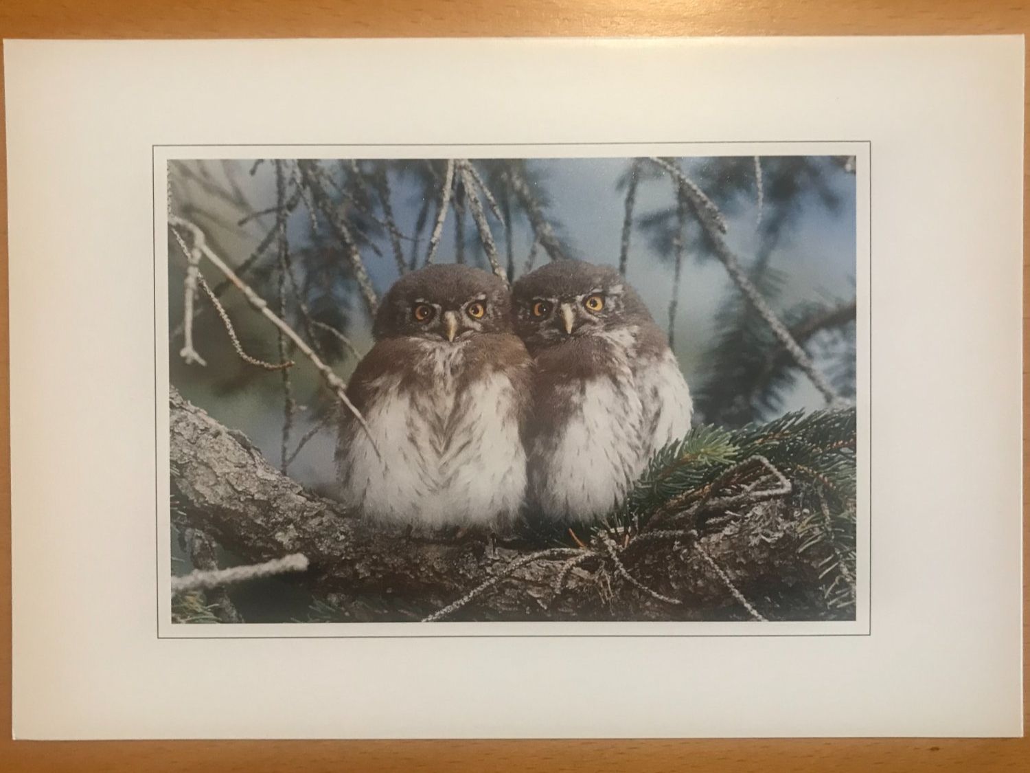Cartoline postali: Grusskarte Vogelwarte Sperlingskauz – Usato da Luzern venduto da mey_s13