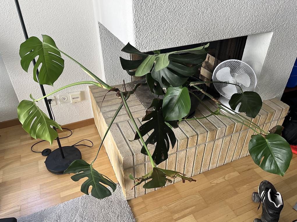 Piante & sementi: Monstera Pflanze sucht neues Zuhause – Usato da Zürich venduto da Weltenbummler83