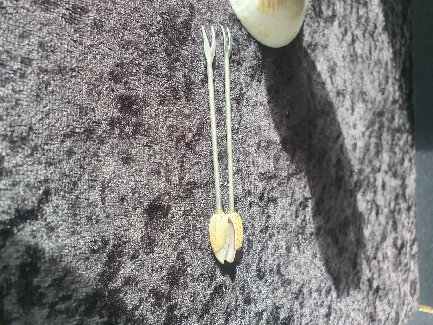 Fossili: lustiges Muscheltier mit Aperitif Stäbchen – Usato da Reinach venduto da 3Guggerli 1