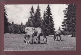 Au Pâturage du JURA - Chevaux