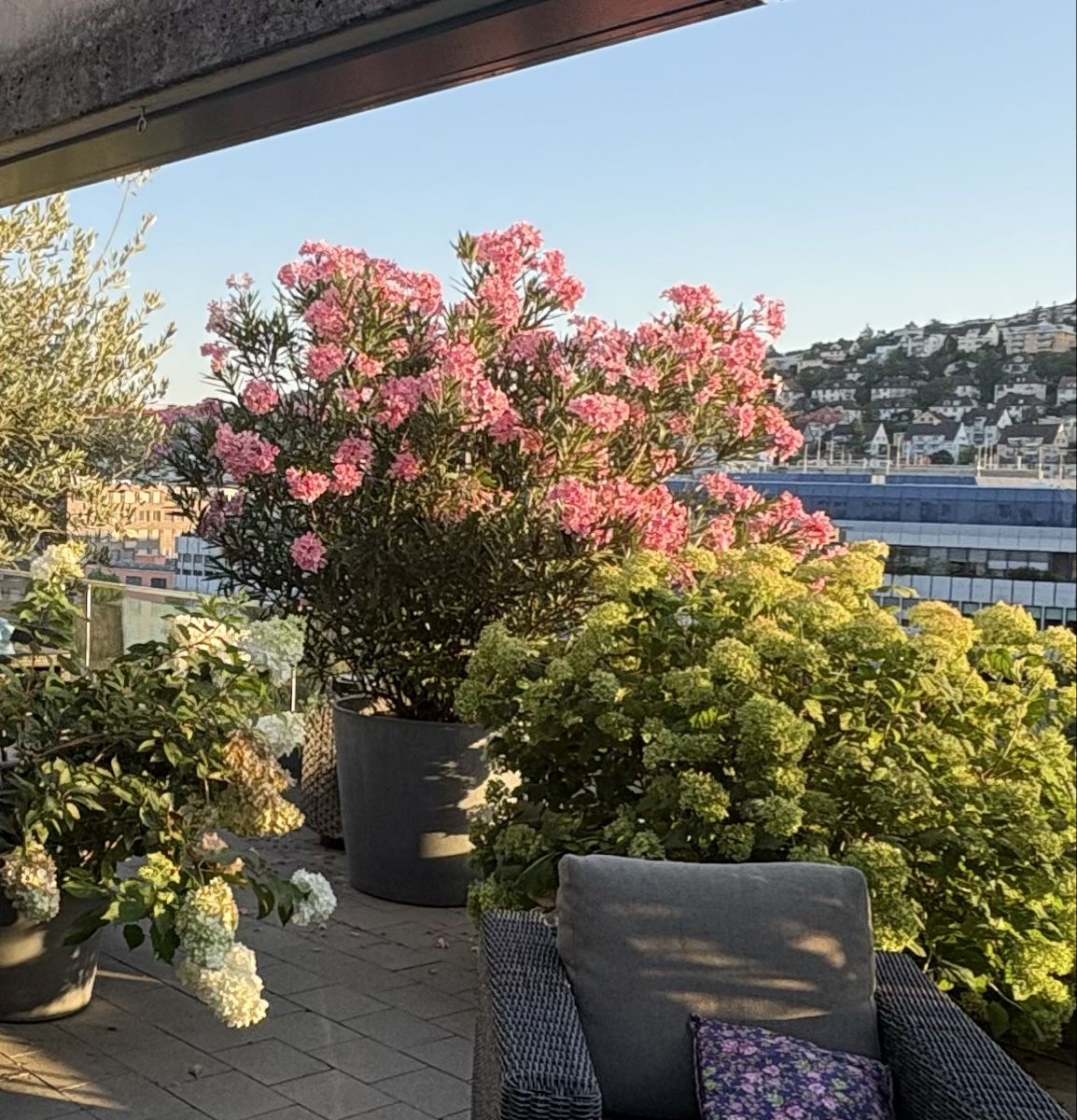 Piante & sementi: Oleander mit rosa Blüten inkl. Topf  – Usato da Zürich venduto da seb_8rsb 4