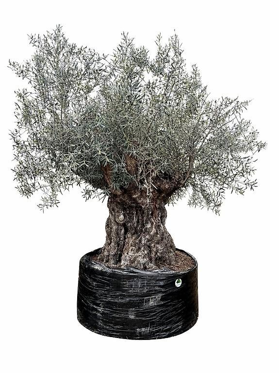 Pflanzen & Samen: Olivenbaum "Olea Europea 20" – Gebraucht aus Zuckenriet von Thur_Plant