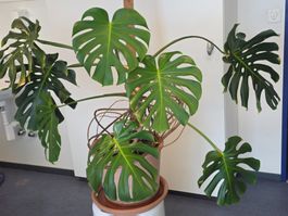 Monstera deliciosa (grosse Form), 100 cm mit Topf