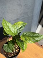 Monstera Siltepecana Aurea