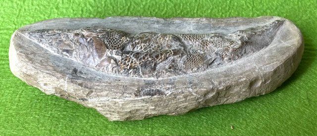 Fossili: Ammonit Fossilien – Usato da Oberrieden venduto da Ket25 2