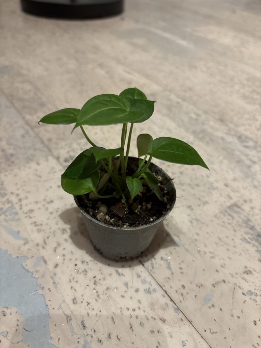 Piante & sementi: Anthurium Hybrid in Erde – Usato da Niederbüren venduto da Monde09 1