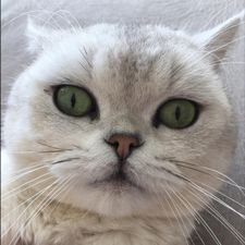 Profile image of letmeguess