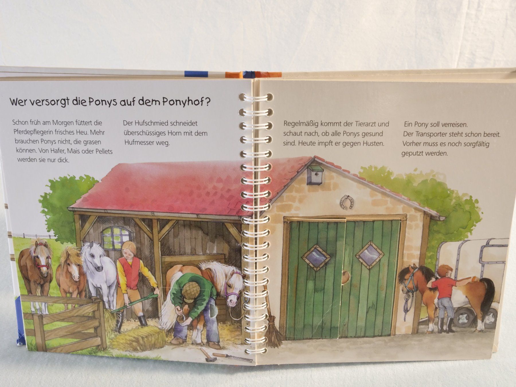 Bücher: Wieso Weshalb Warum? junior: Das Pony – Gebraucht aus Lustmühle von Glatisant 5