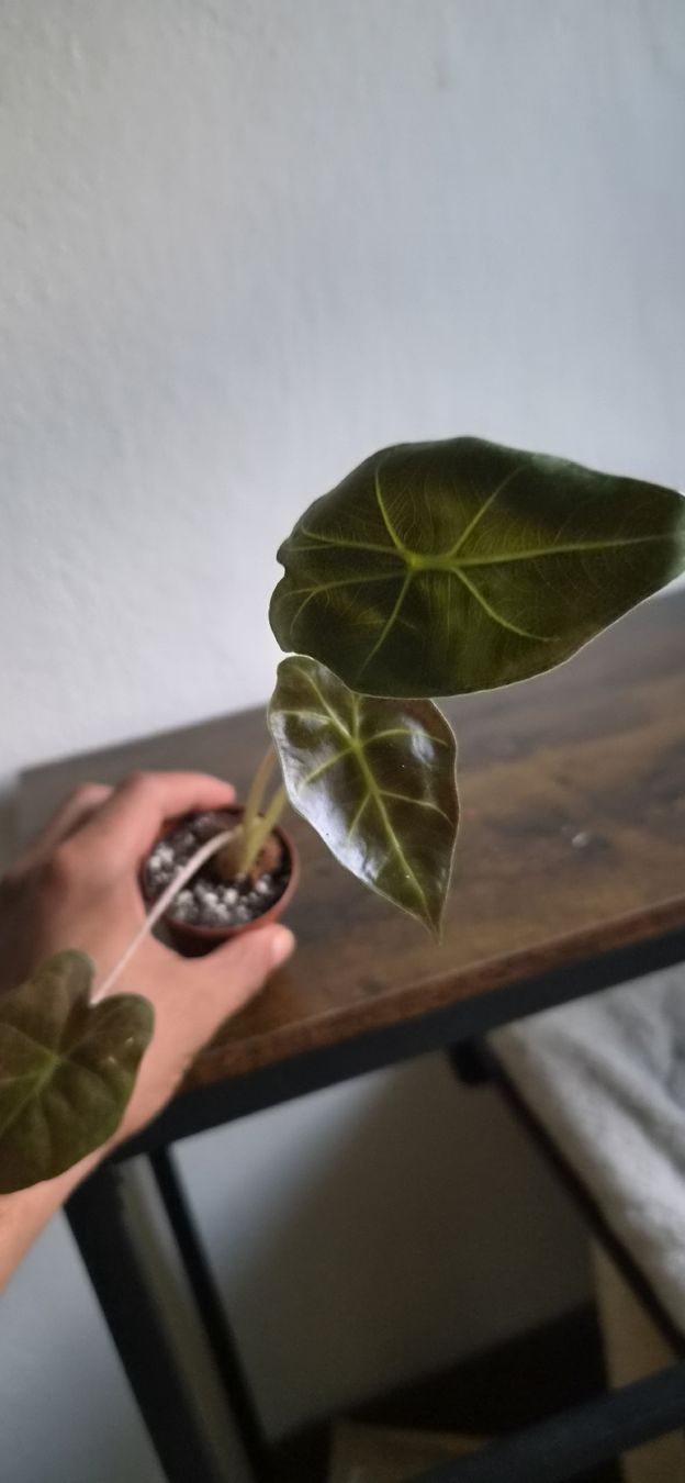 Piante & sementi: Alocasia - Maya  – Usato da Pregassona venduto da maslud