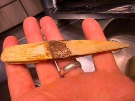 Riesen Kralle Fossil Zahn Kuriosität