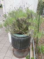 Antike Waschmaschine Deko für den Garten, Rarität!
