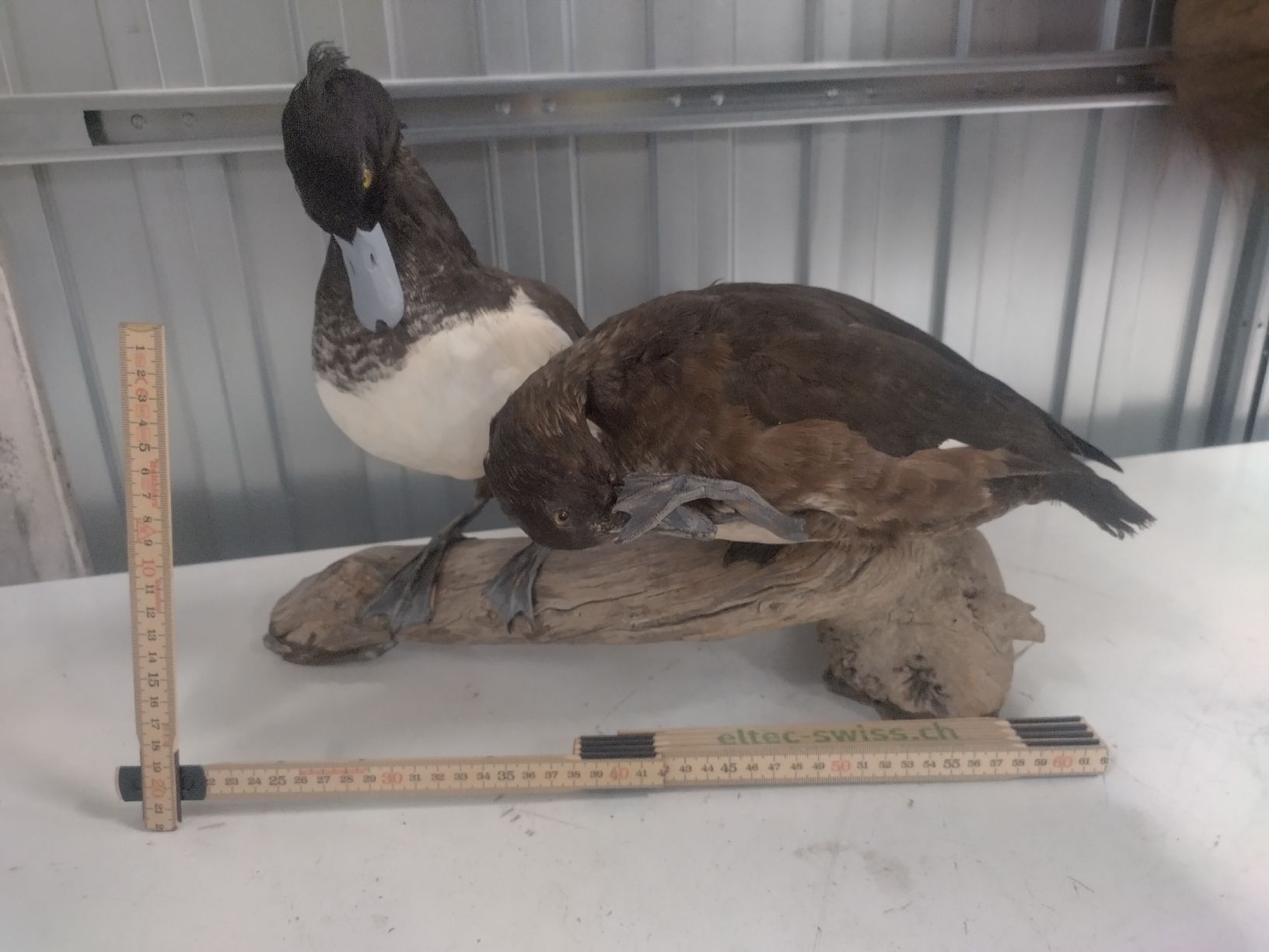Il mondo degli animali: Reiherentenpaar - Top Zustand – Usato da Wettingen venduto da Bwalti 2