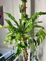 💚 ASPLENIUM AUSTRALASICUM VARIEGATA /AUSTRALISCHER NESTFARN